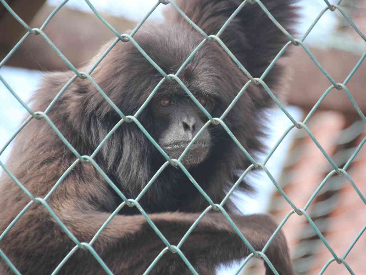Monkey Haven picture gallery